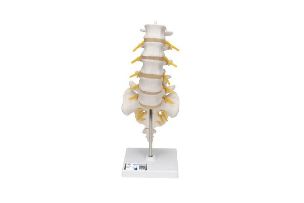 model kręgosłupa lędźwiowego człowieka - 3b smart anatomy - 1000146 [a74] 3b scientific modele anatomiczne 2